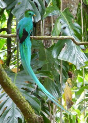 Quetzal bird Cerro Punta Panama bird watching – Best Places In The World To Retire – International Living